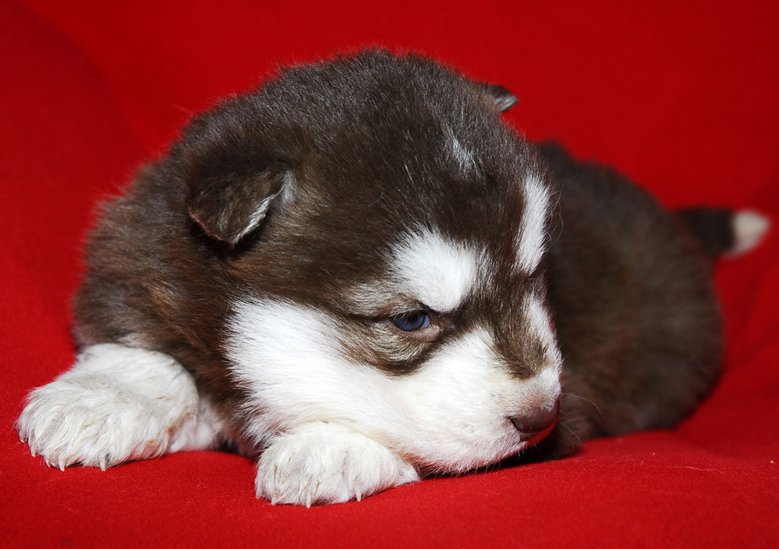 What’s wrong with dogs with blood in their stools?