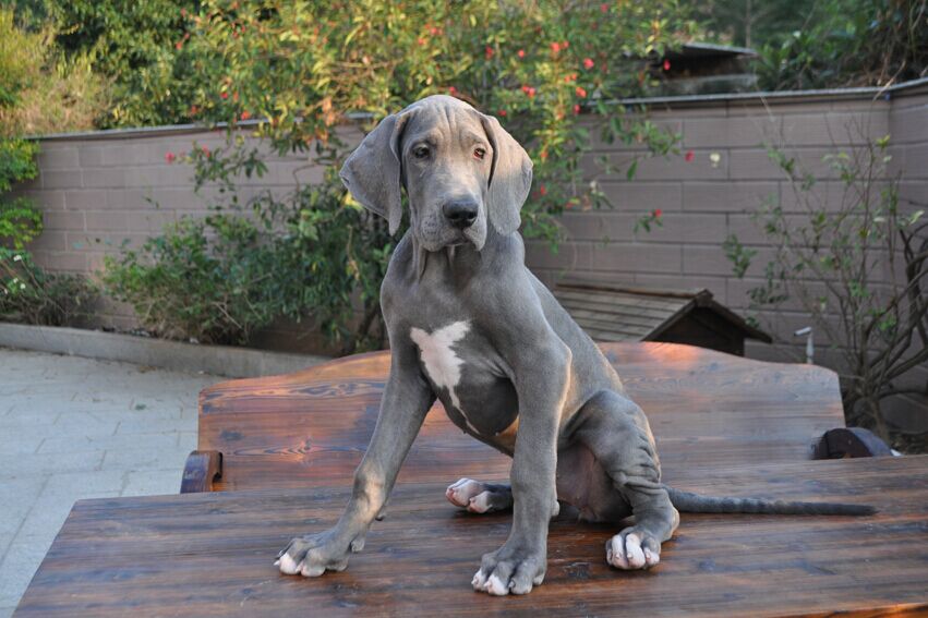 Great Dane Grooming Care Step by Step