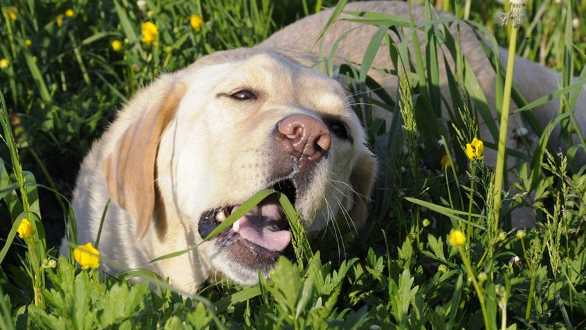 Why did the dog suddenly go for grass? Is it some bad habit?