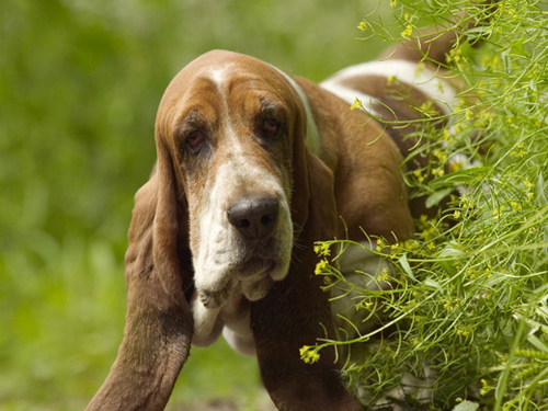 Breeding Baguettos with cleanliness and care