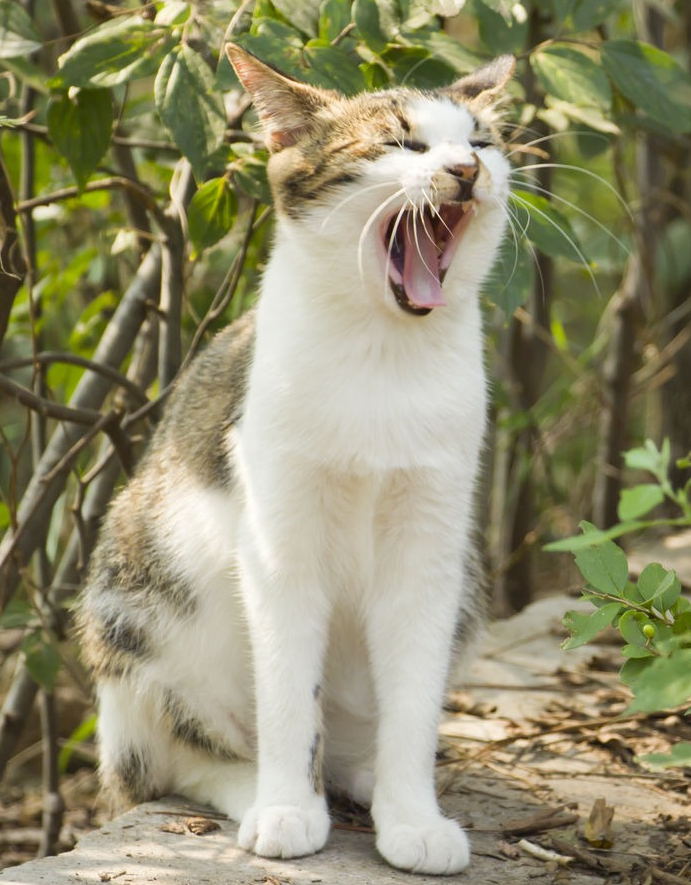 Cats can have xenophagia? What’s going on here?