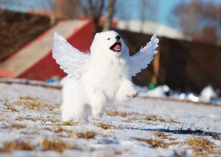 A Samoyed that just has to take off.