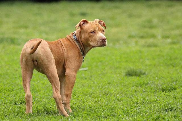 Can dogs eat peanuts? It is recommended not to eat more