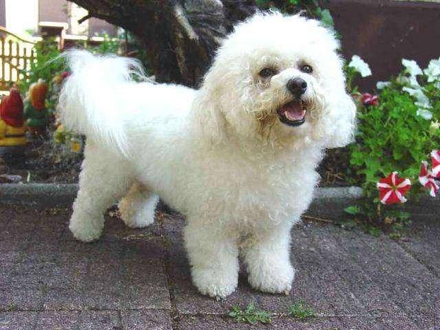 How many times a day do you feed your Bichon Frise? Have a scientific approach to feeding