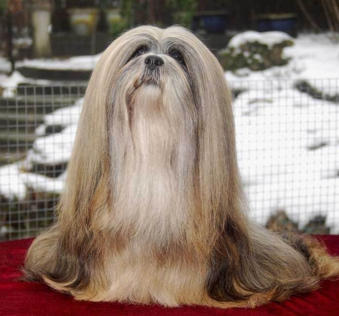 What is considered standard for a Lhasa Apso