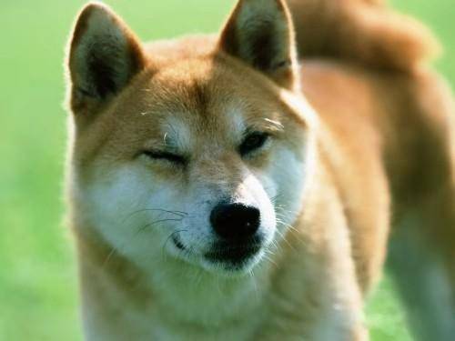 What kind of dog food does a Shiba Inu eat, five detailed analysis