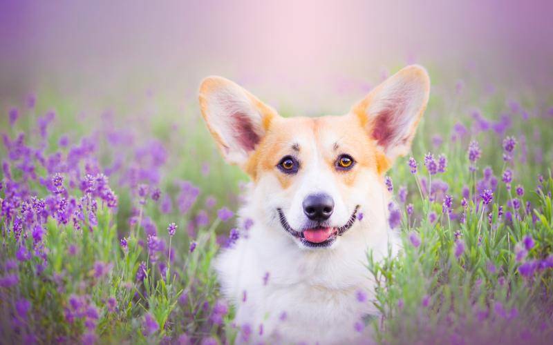 What is the best dog food for Corgi? I can only tell you this.
