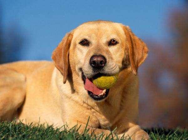 What’s good for Labrador? Eating is a big deal.