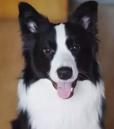 A crooked border collie.