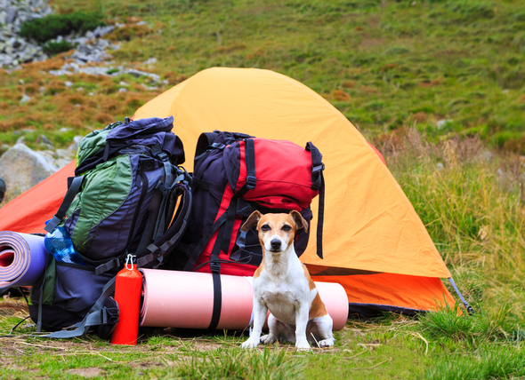 6 Ways to Prepare for Camping with Your Dog