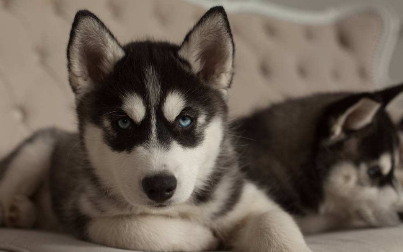 Can dogs eat yogurt? The obvious answer