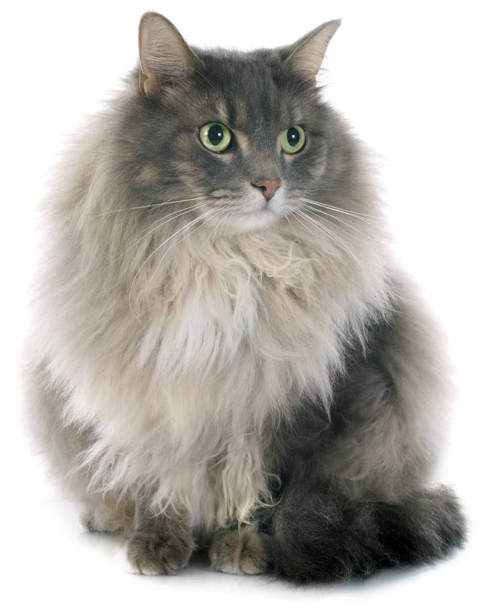 Why Persian cats are the nobility of cats