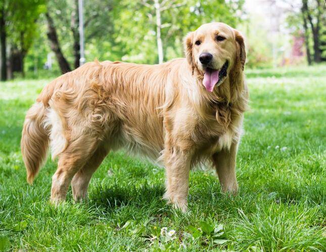 What kind of dog food does a Golden Retriever eat? It mainly depends on the financial strength