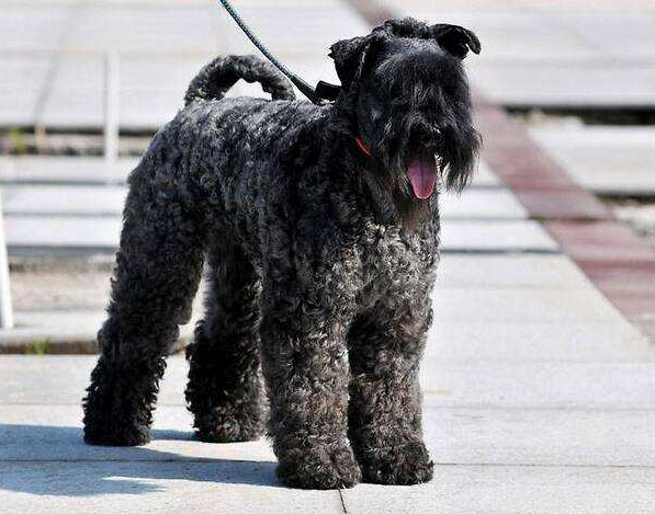 Have you heard of the Kelly Blue Terrier?