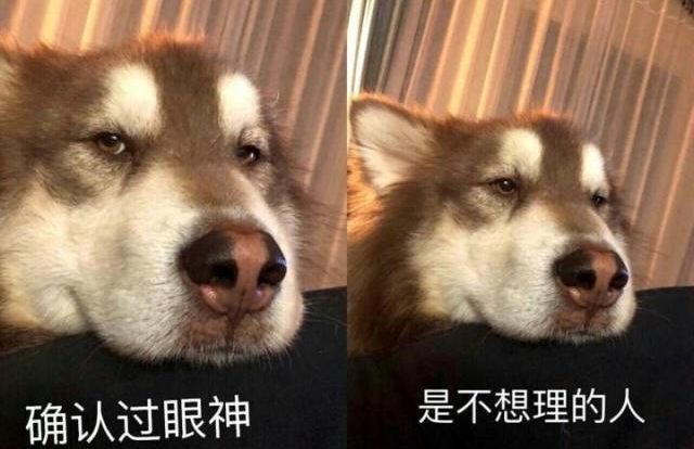 Some people are chilled and some are warmed by the drama queen owner who played dead to see his pet’s reaction. Only the husky, absolutely