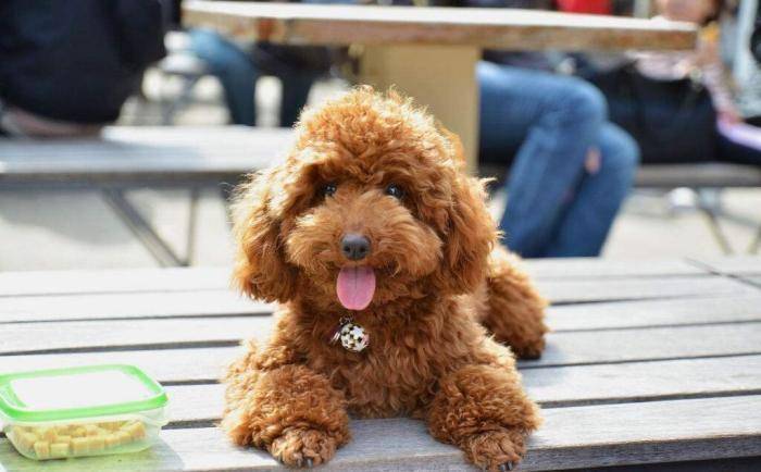 Which dog food is best for poodles? Healthy and tasty is good