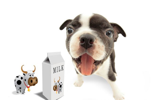 Can dogs drink milk? What to feed him milk