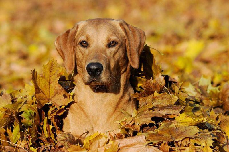 What is the best dog food for Labrador? It still depends on the age group