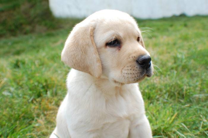 What to feed your Labrador? These foods are safe to eat