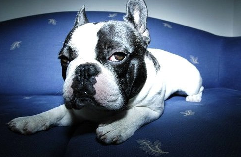 What should I do about my Frenchie’s cough?