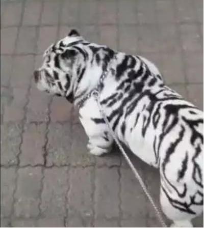 Helpless pets, forced to dye their hair white tiger