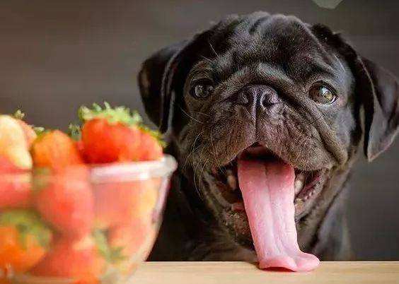What fruits dogs can eat, a list of dog fruit taboos