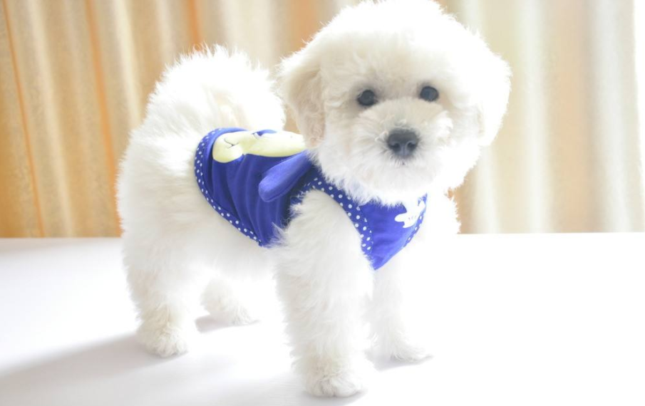 What brand of dog food is good for Bichon Frise, there are many kinds for you to choose from