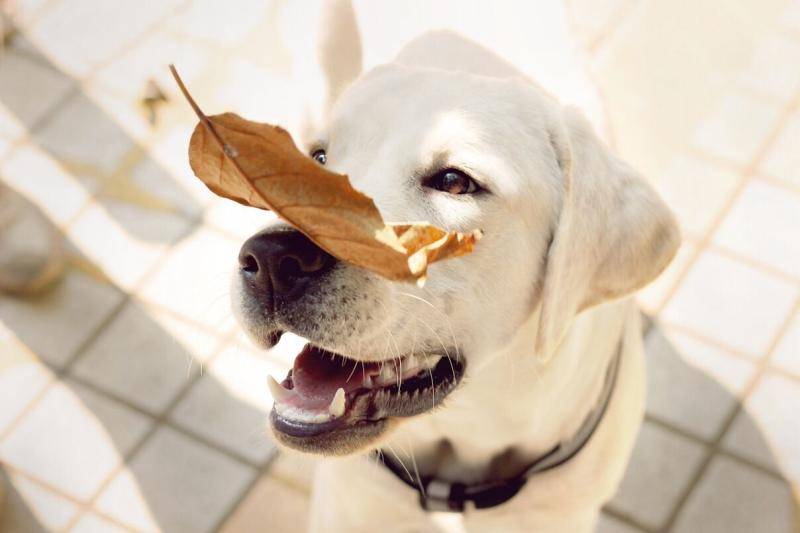 Can dogs eat leeks? It is recommended to try not to eat