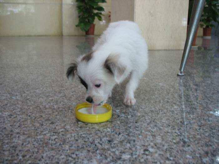 Can dogs drink yogurt? Be careful with portion control