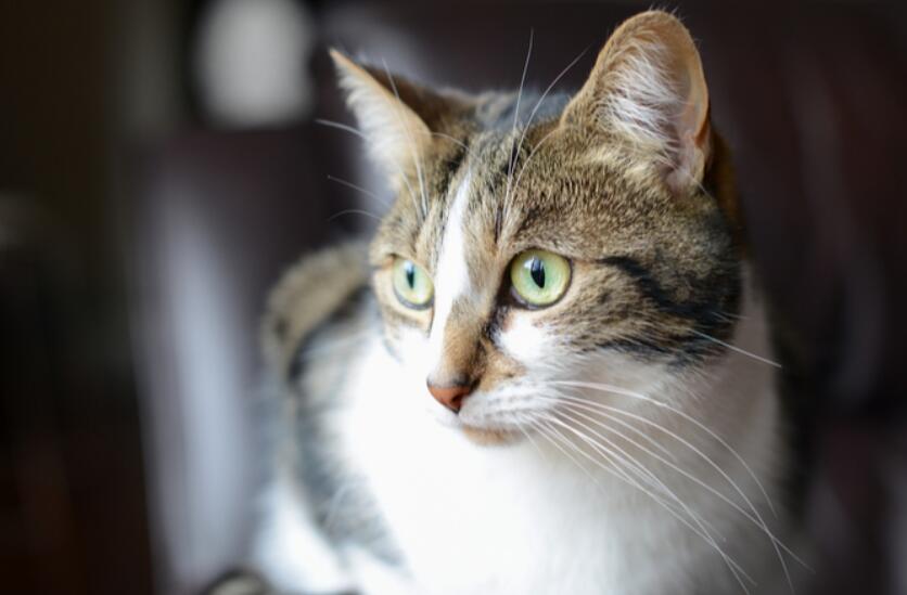 7 Signs Your Cat May Need a Kitty Companion