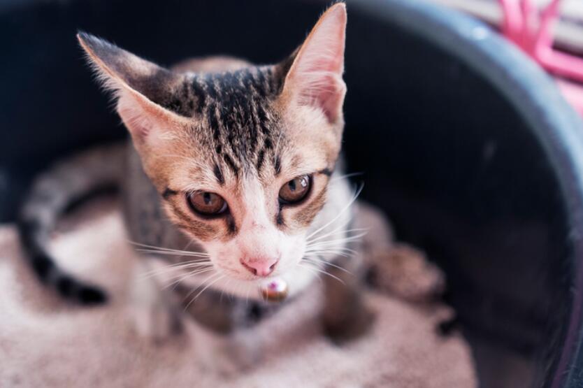 6 Simple Tips for Cleaning Up Cat Poop