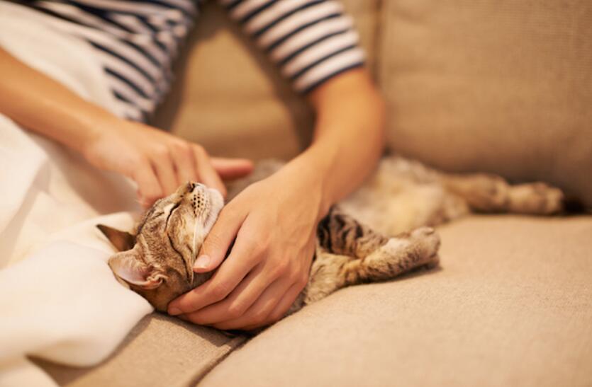 How to build intimacy with your cat?