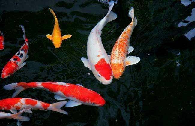 Feeding method of Koi