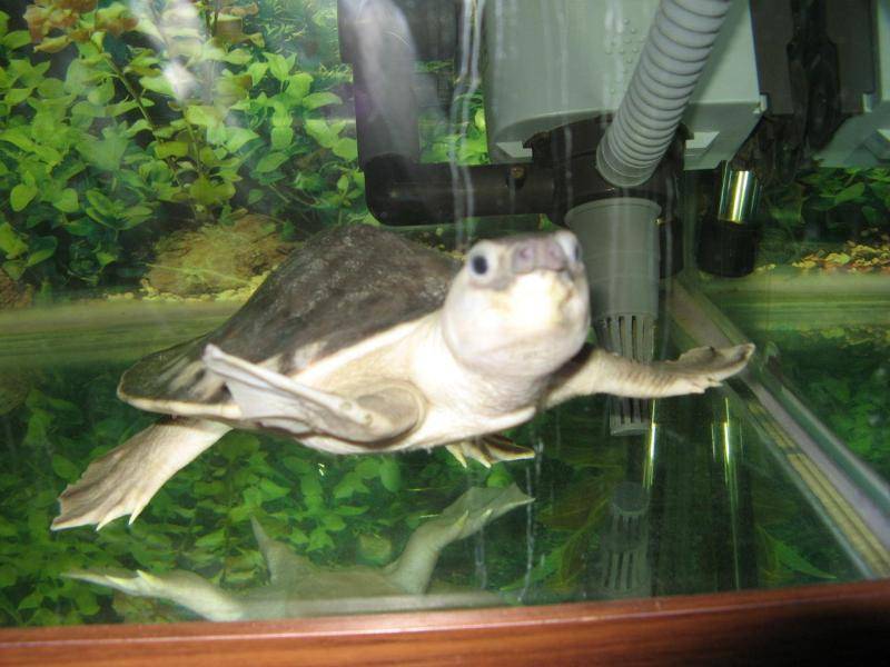 Pig nose turtle and what fish mixed raise good