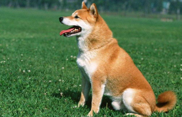 What do Akita dogs eat?