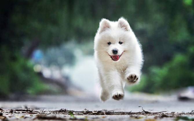 Can Samoyed eat rice?