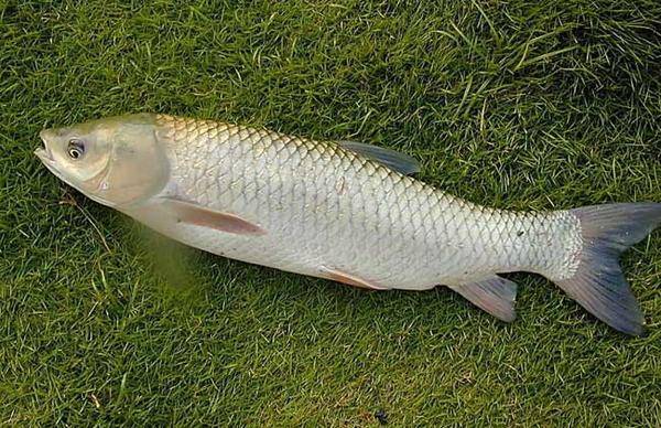 What do grass carp like to eat