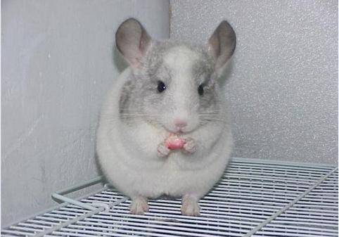 Is chinchilla easy to keep
