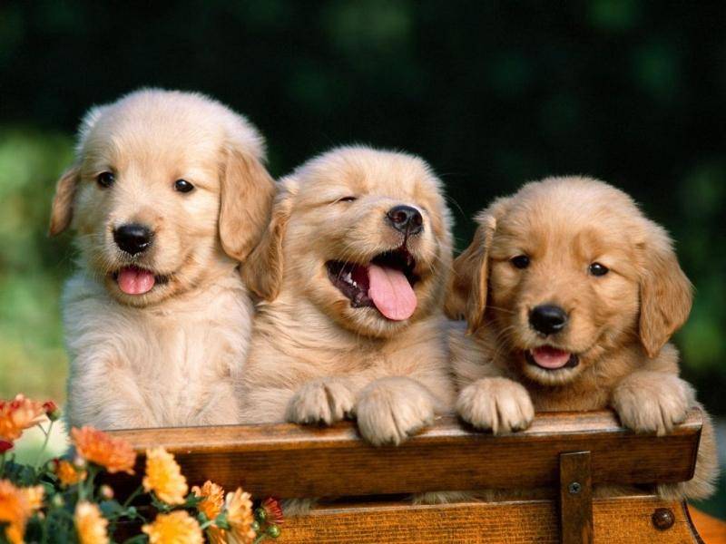 What is the best food for golden retrievers