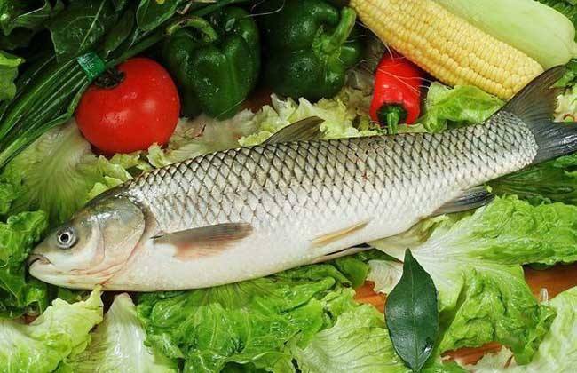 What grass does grass carp eat to grow fast