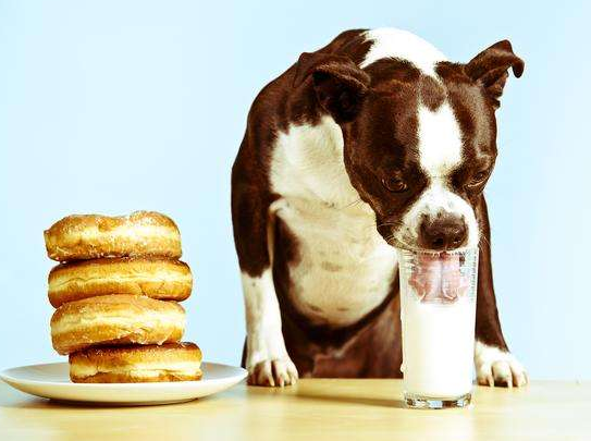 Can dogs drink milk?