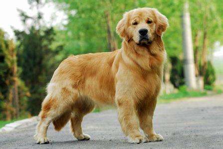 What does a Golden Retriever eat to grow faster?