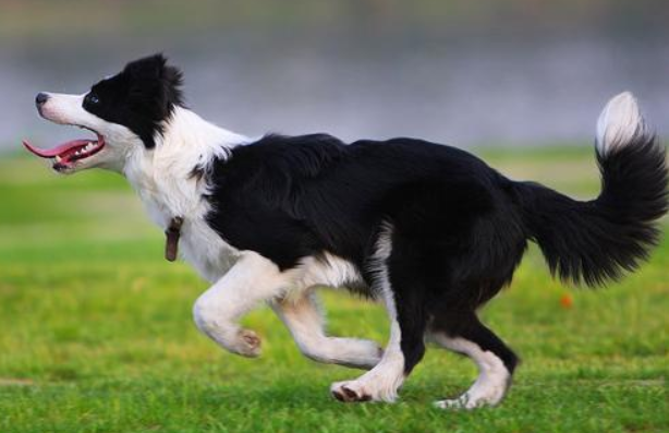 Is the Border Collie great?