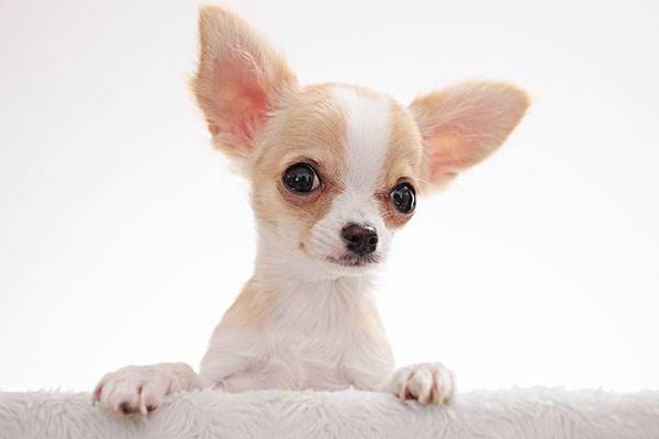 Chihuahua has a small how to do