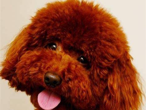 What are the breeds of poodles