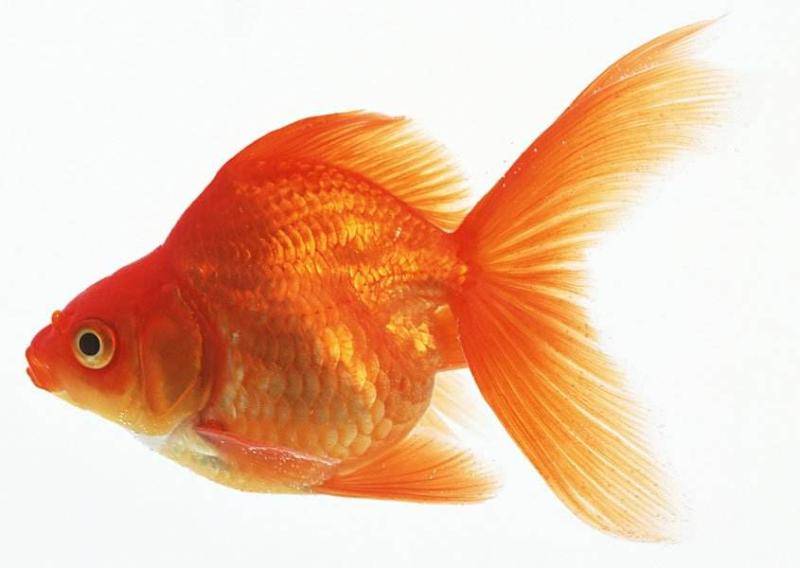 Can goldfish and tropical fish be mixed