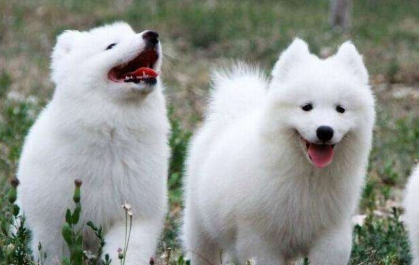 Great Pyrenees and Samoyed difference