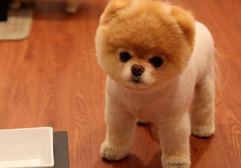 Pomeranians don't eat anything