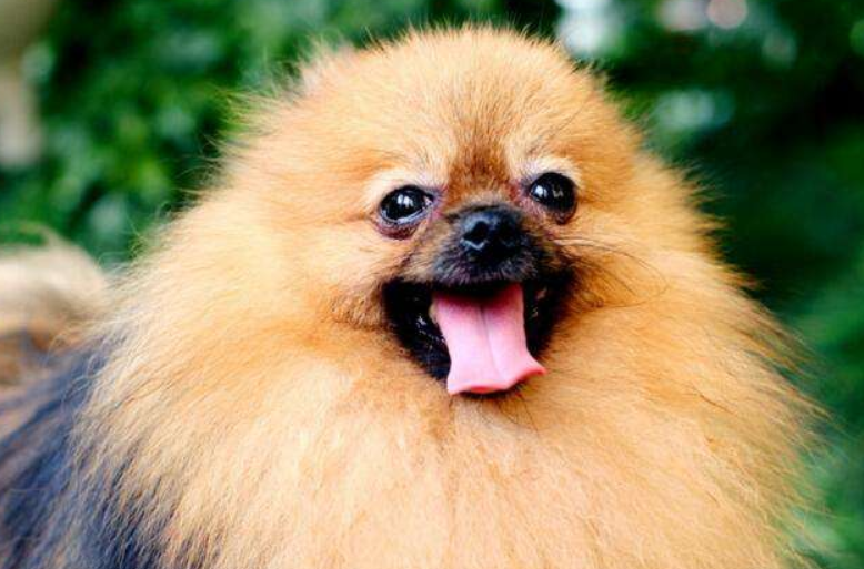 Pomeranian eat much vomit how to do