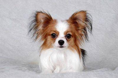 Which is better, papillon or Chihuahua